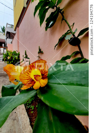 Insulin Plant with Green Leaves and Yellow Flowers Insulin Plant with Green Leaves and Yellow Flowers 124194776