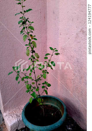 Basil Plant with Green Leaves Basil Plant with Green Leaves 124194777
