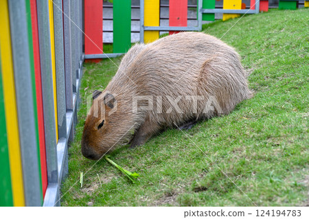 可愛水豚期待美食 124194783