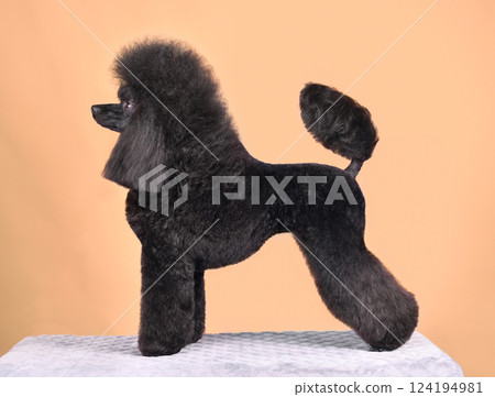 Standing beautiful black poodle Standing beautiful black poodle 124194981
