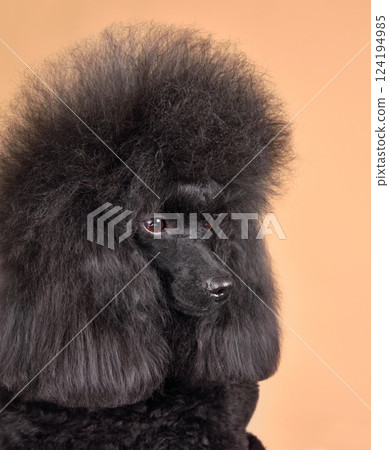 Cute black poodle 124194985