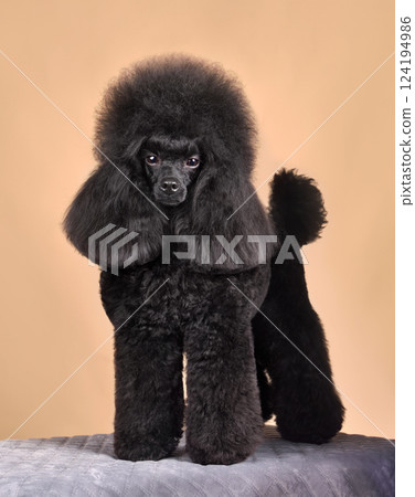 Standing beautiful black poodle Standing beautiful black poodle 124194986