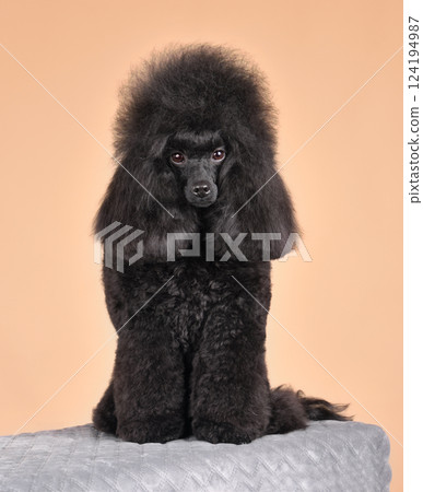Sitting black toy poodle 124194987