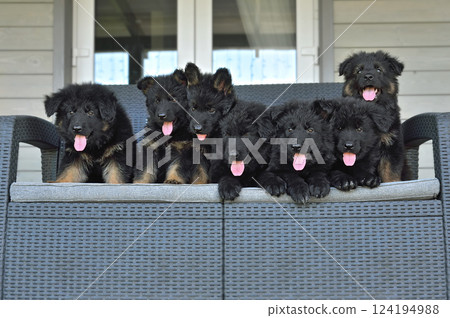 Black German Shepherd puppies 124194988