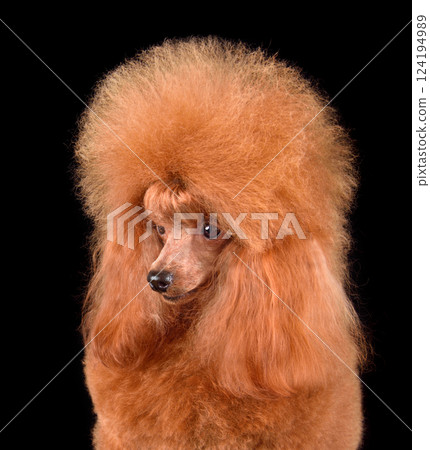 Beautiful apricot toy poodle 124194989