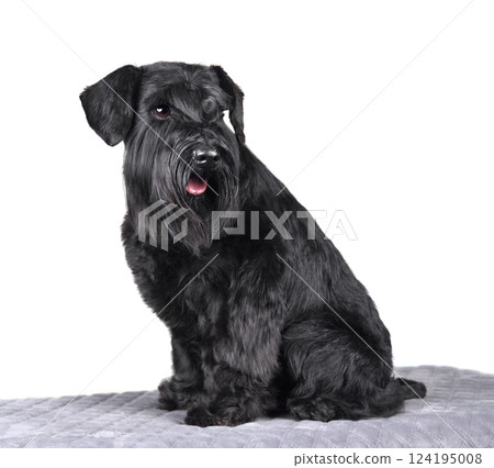 Cute miniature schnauzer puppy 124195008