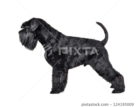 Miniature schnauzer dog 124195009