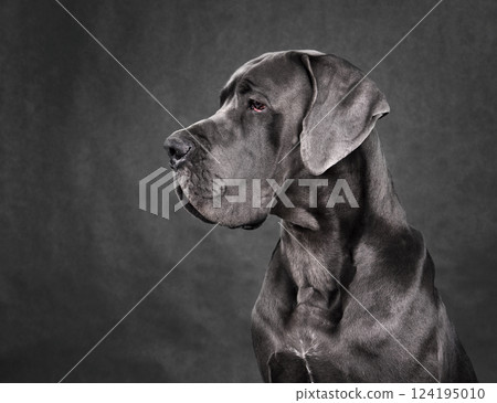 Portrait of Great Dane dog 124195010