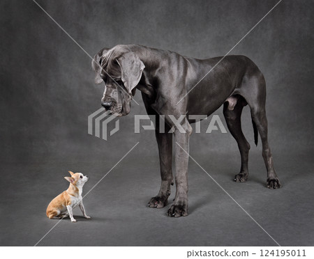 Small and large dogs standing face to face 124195011