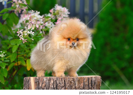Pomeranian Spitz puppy 124195017