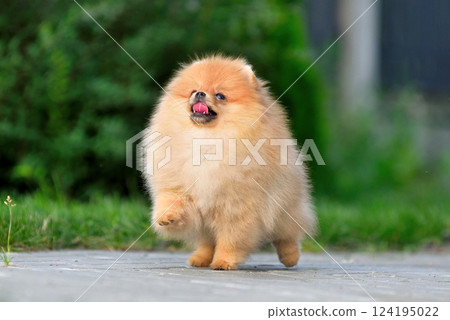 Playing cute puppy 124195022