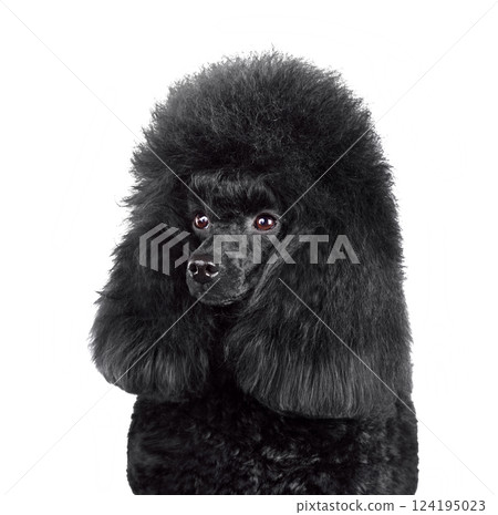 Portrait of beautiful black poodle Portrait of beautiful black poodle 124195023