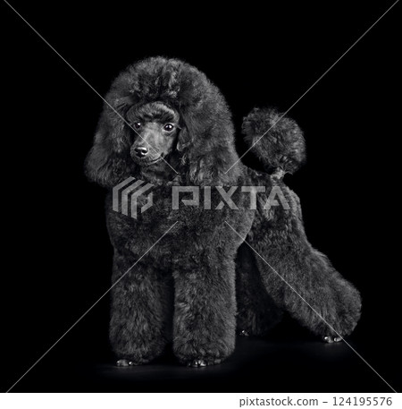 Cute puppy of black poodle Cute puppy of black poodle 124195576