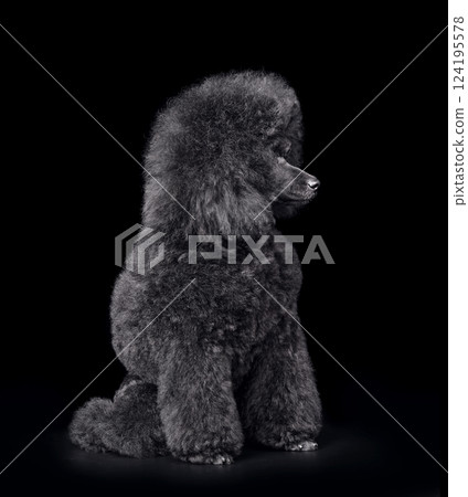 Funny puppy of black poodle Funny puppy of black poodle 124195578