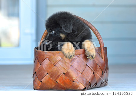 Portrait of a young german shepherd dog 124195583