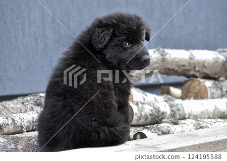 Young german shepherd dog 124195588
