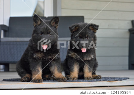 Two german shepherd puppies 124195594