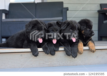 Group of German shepherd puppies 124195595