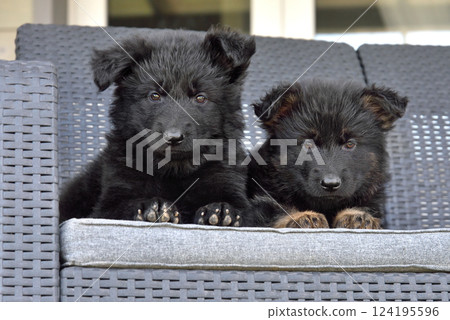 Two german shepherd puppies 124195596