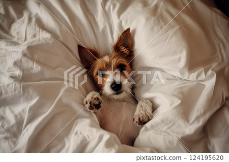 Cute Jack Russell Terrier dog lying on a bed, covered by a soft beige blanket on bed. 124195620