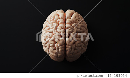 High-quality 3D illustration of a human brain with realistic texture and details, displayed on a clean white background. Ideal for use in medical presentations, neuroscience research. High-quality 3D illustration of a human brain with realistic texture and details, displayed on a clean white background. Ideal for use in medical presentations, neuroscience research. 124195934