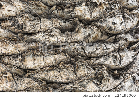 Background image. Fibrous structure of the trunk of a palm tree. 124196000