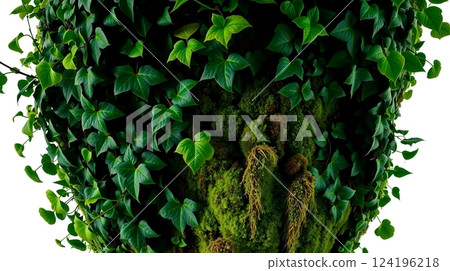 Ivy creeping wall Ivy creeping wall 124196218