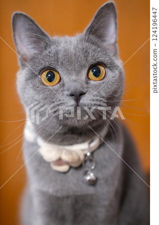 5 months old British Blue, British Shorthair cat 124196447