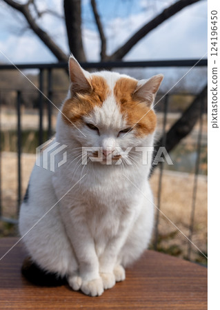 Chubby cat sitting on the table, Seoul Forest in South Korea 124196450
