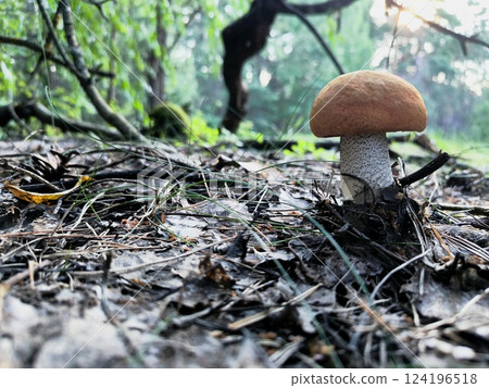 A hand reaches out to pluck a podosinovik mushroom growing in the forest. Mushrooms in the forest. Mushroom picking 124196518