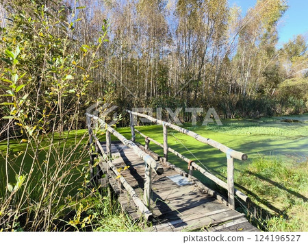 a wooden bridge over which it is impossible to continue the journey through the forest swamp. A beautiful landscape - a forest swamp and a wooden bridge in the forest. Summer, autumn 124196527