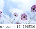 Cosmos blooming toward the sky 124196530