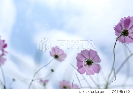 開花往天空的波斯菊 124196530