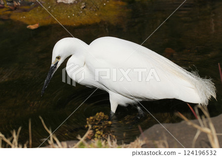 A little white egret stands in the river and skillfully searches for food. A little white egret stands in the river and skillfully searches for food. 124196532