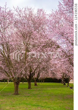 Blooming sakura in Troja palace park in spring time in Prague, Czech Republic 124196538