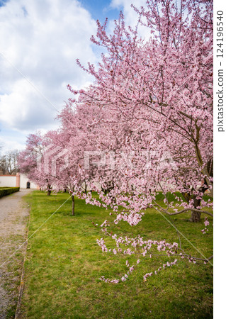 Blooming sakura in Troja palace park in spring time in Prague, Czech Republic Blooming sakura in Troja palace park in spring time in Prague, Czech Republic 124196540