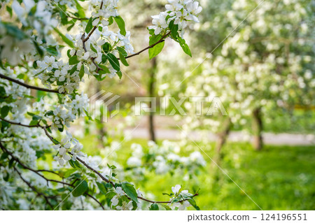 Blooming pear tree. White lush flowers on a pear tree. Spring time in Prague, Europe Blooming pear tree. White lush flowers on a pear tree. Spring time in Prague, Europe 124196551