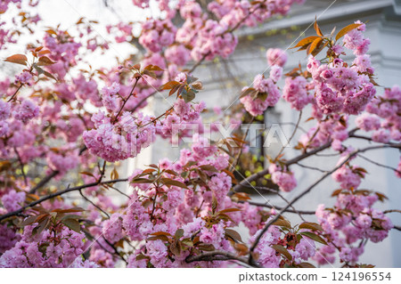 Blossoming cherry branches on bright sunny day in spring park in Prague in sunset time. 124196554
