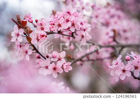 Beautiful spring background with pink flowers of cherry tree in spring time in Prague park 124196561