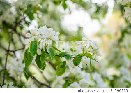 Blooming pear tree. White lush flowers on a pear tree. Spring time in Prague, Europe 124196563