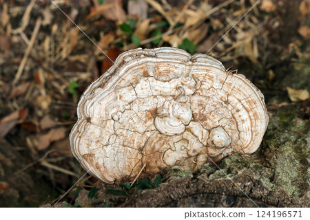 A white-colored hawkweed mushroom with its cap fully expanded, seen from above (photographed in natural environment with strobe and macro close-up) 124196571
