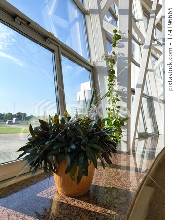 An evergreen plant in a pot on the background of panoramic windows 124196665