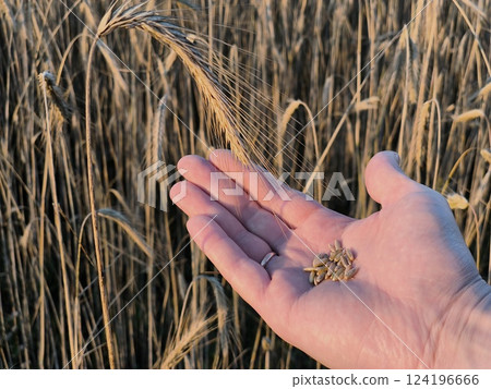 A grain in a man's hand. Rye field, grain field, field of rye ears, ripening rye 124196666