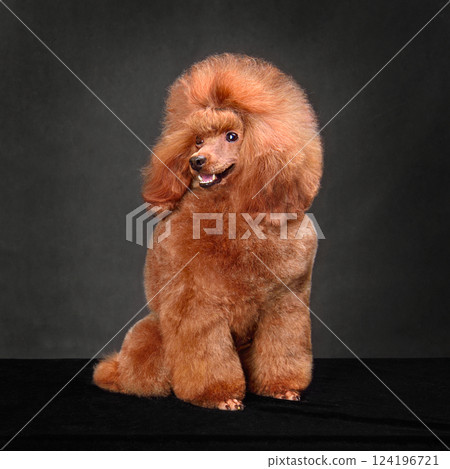 Bright apricot toy poodle Bright apricot toy poodle 124196721