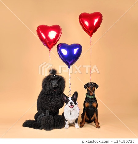 Three cute dogs with red balloons in shape of heart 124196725