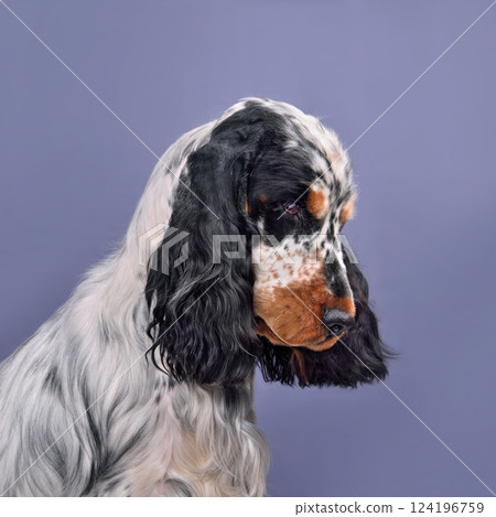Portrait of English cocker spaniel Portrait of English cocker spaniel 124196759