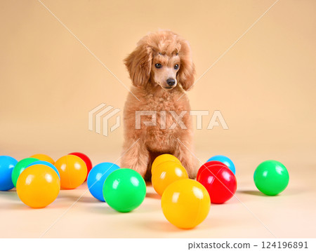 Apricot cute toy poodle puppy Apricot cute toy poodle puppy 124196891