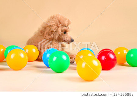 Playing cute poodle puppy Playing cute poodle puppy 124196892