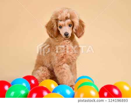 Three month old toy poodle puppy Three month old toy poodle puppy 124196893