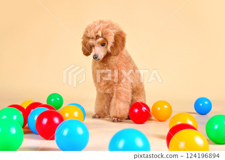Cute toy poodle puppy 124196894